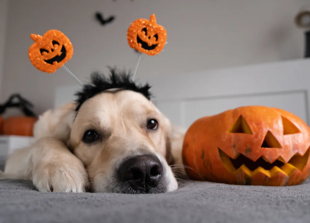 Halloween at Home With Pets: How to Keep the Night Fun, Safe and Stress Free