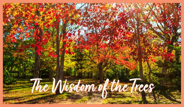 The Wisdom of the Trees