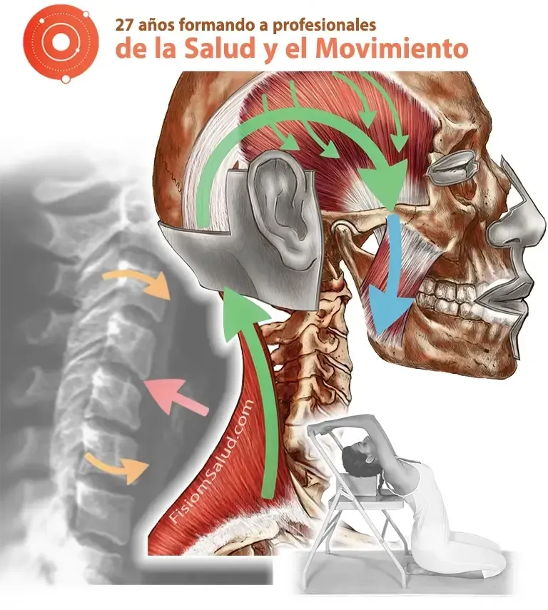 cadenas musculares