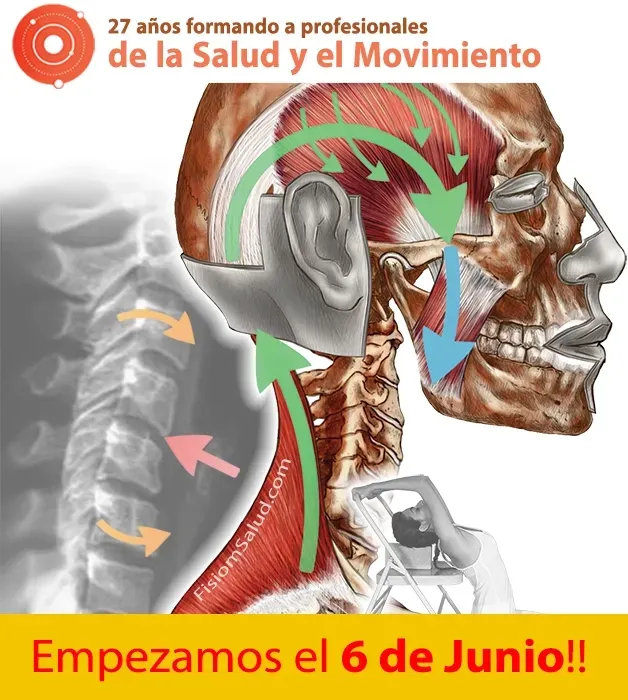 cadenas musculares
