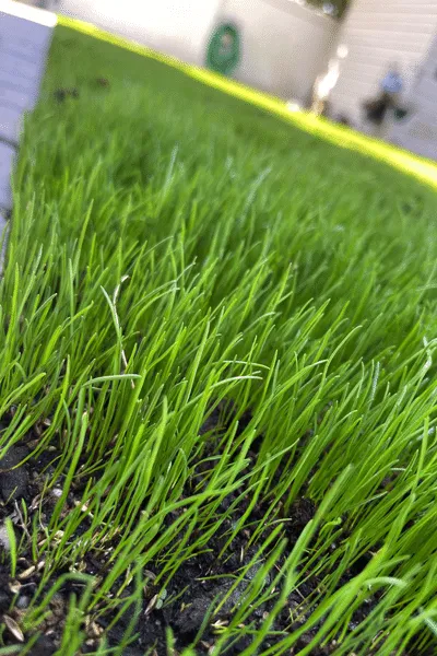 A Caggiano Lawn Seeding Install Nassau NY Farmingdale