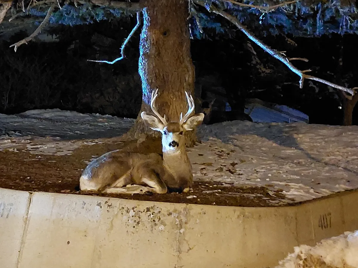A buck sitting in my neighbors yard in Craig, CO