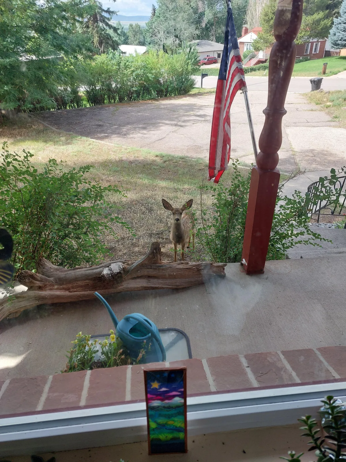 a doe looking through my window in Craig, Colorado