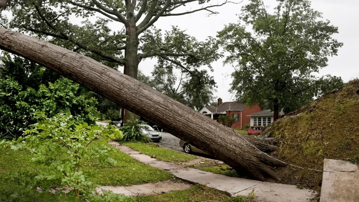 Tree Emergency