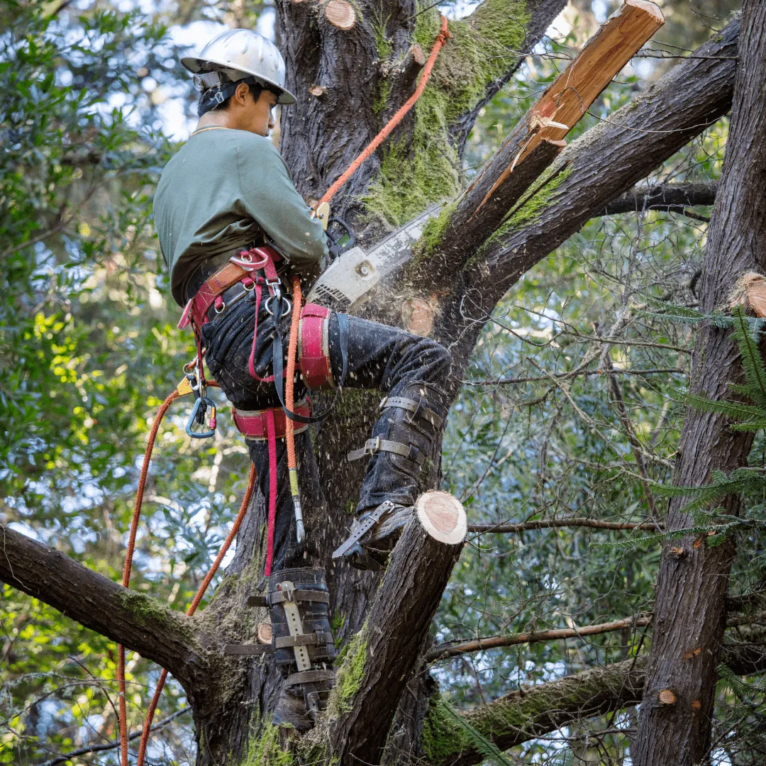 Tree Pruning