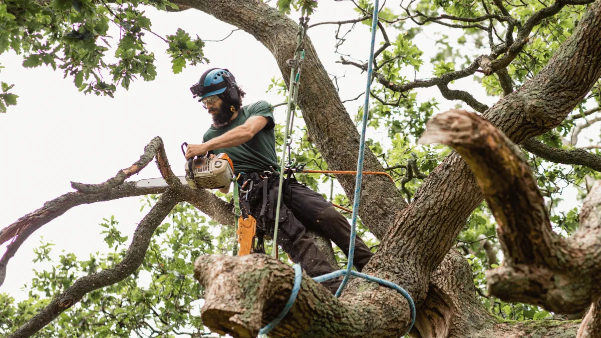 Tree Pruning