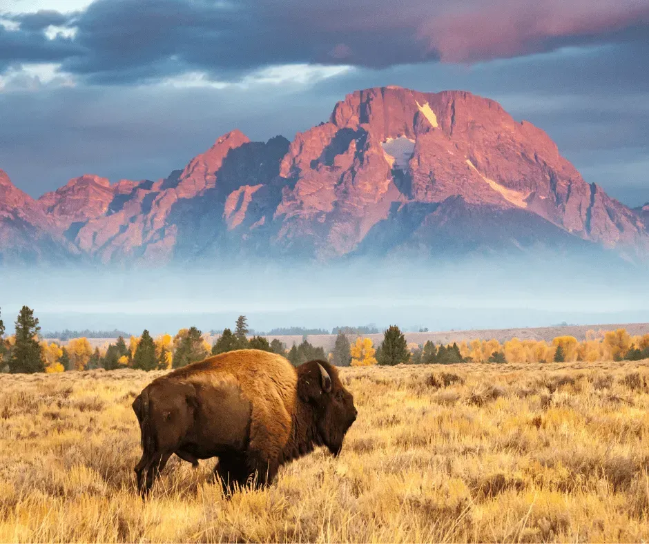 Bison grazing in golden autumn fields with the Grand Teton mountains glowing at sunset in Wyoming