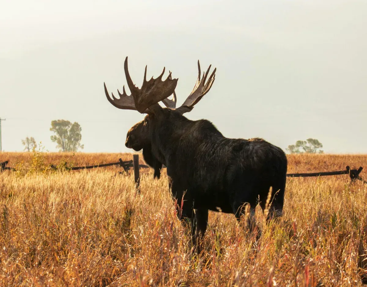 Large bull moose with full antlers standing in a golden autumn field beside a wooden ranch fence in Meeteetse Wyoming — rural ranch land and wildlife property for sale