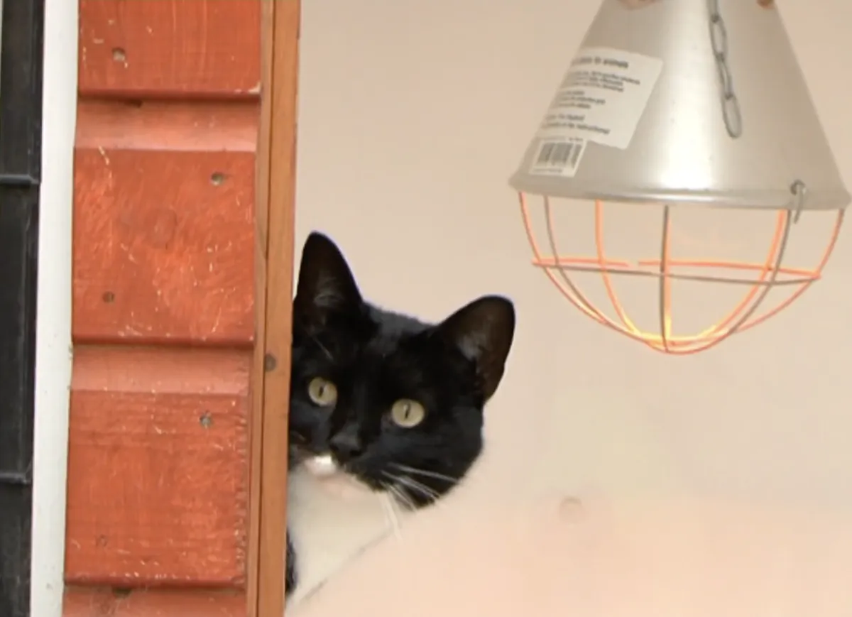 Cat looking out of her heated chalet