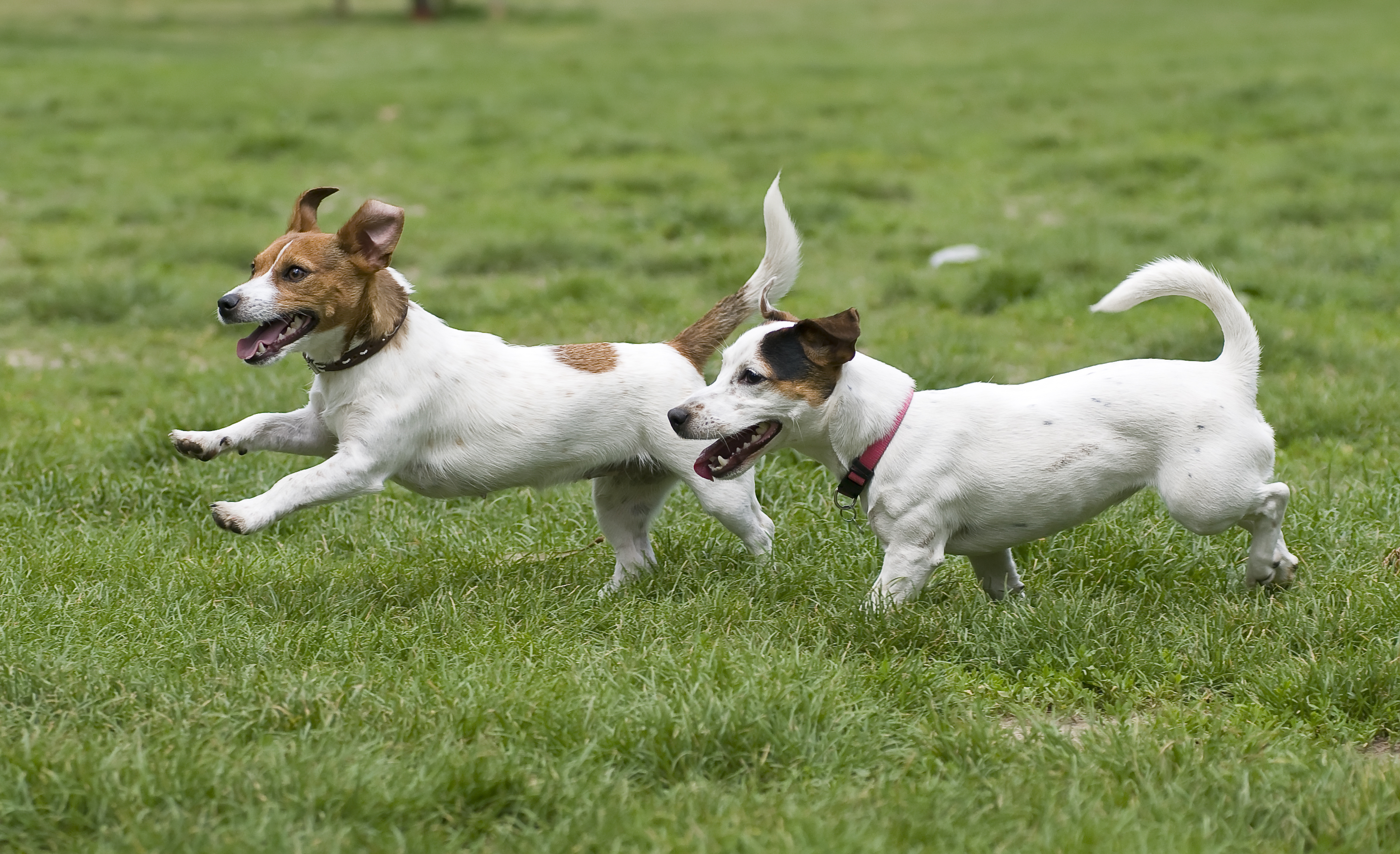 Happy dogs getting exercise in our large grassy areas