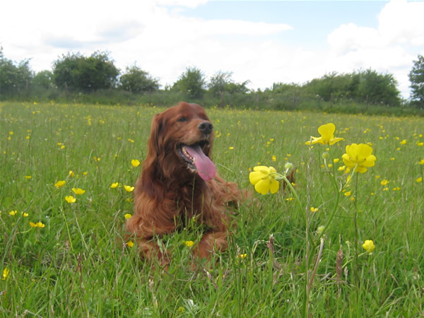 Happy dogs getting exercise in our large grassy areas