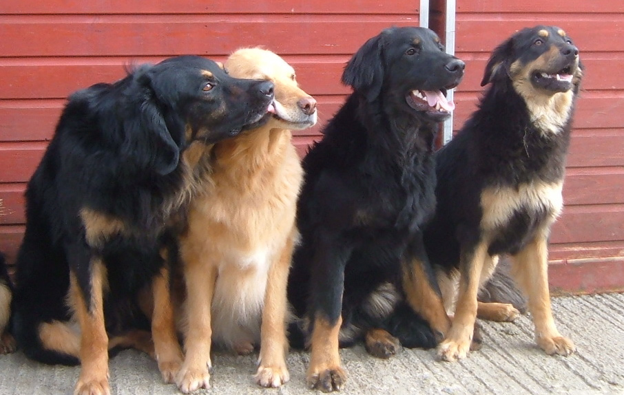 Cat looking out of her heated chalet