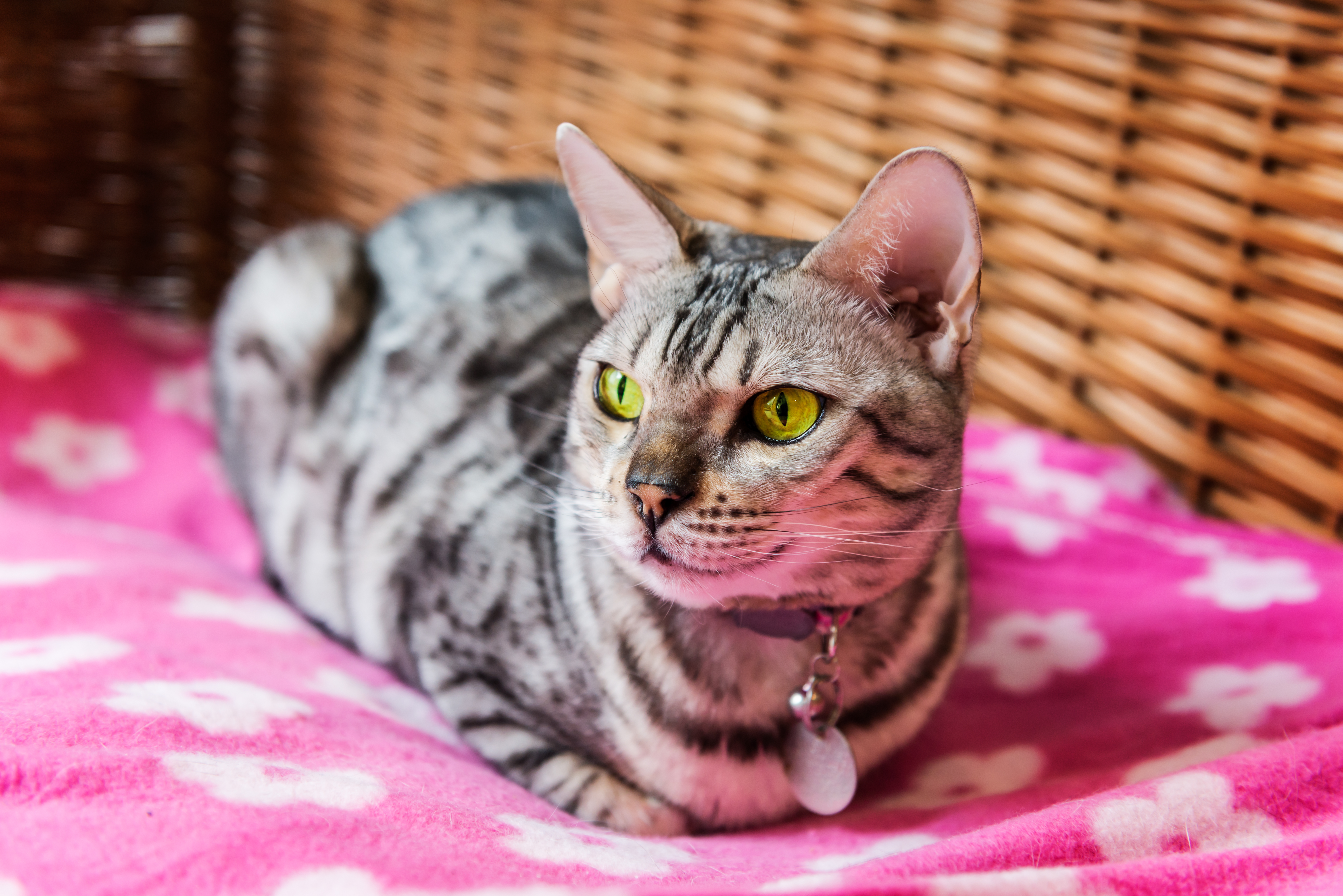 Happy dogs getting exercise in our large grassy areas