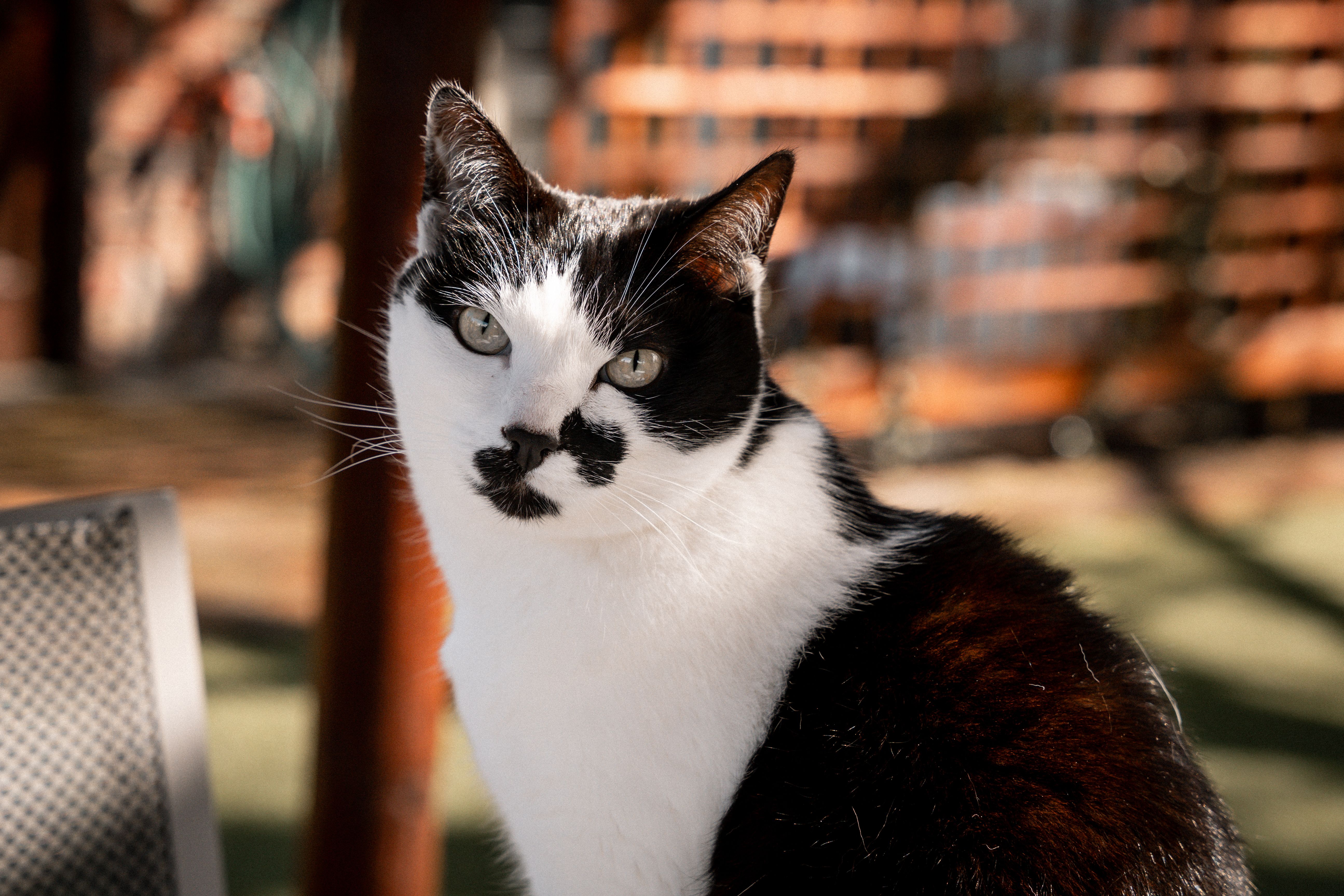 Cat looking out of her heated chalet