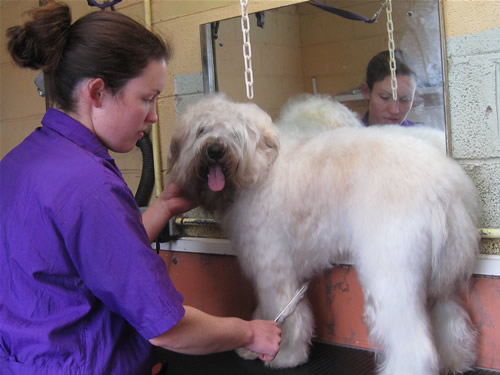 Cat looking out of her heated chalet