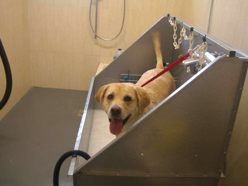 Happy dogs getting exercise in our large grassy areas