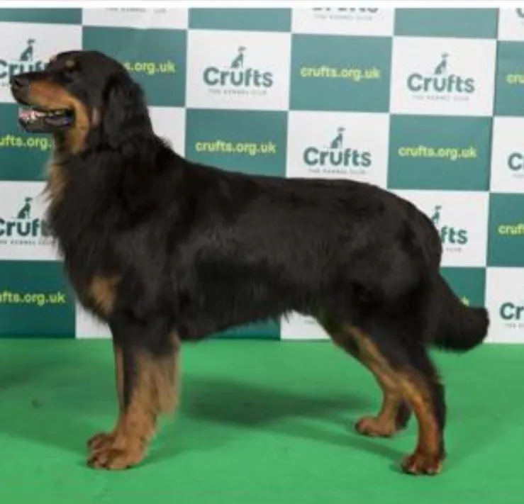 Irish Hovawart Dog Crufts