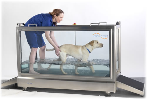 Dog in the underwater treadmill