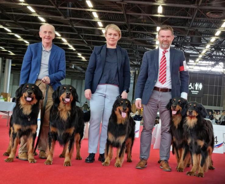 Irish Hovawart Dog Crufts