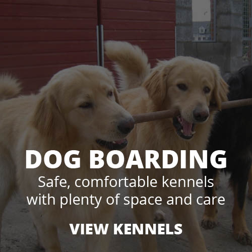 Dog Boarding Kennels