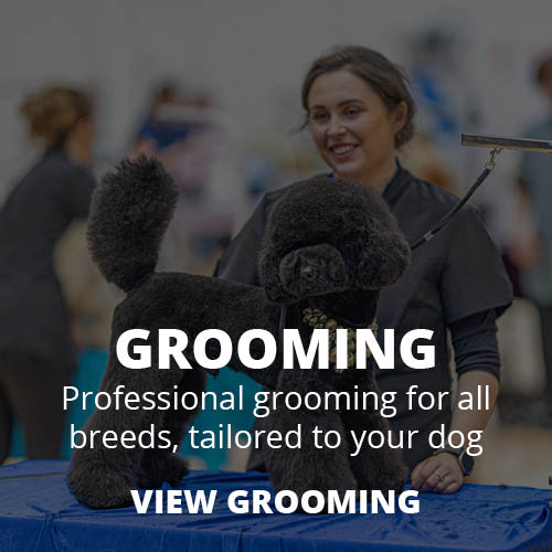 Dog Grooming Services
