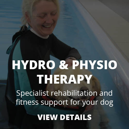 Hydrotherapy and Physiotherapy for dogs and cats