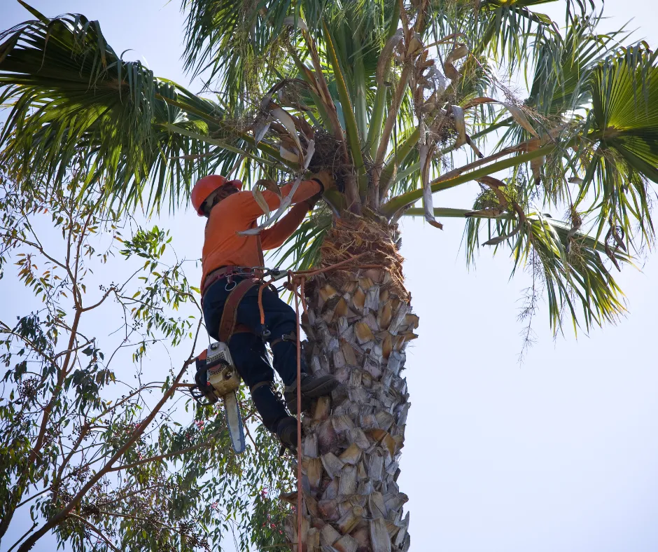 Tree Trimming in Tampa
