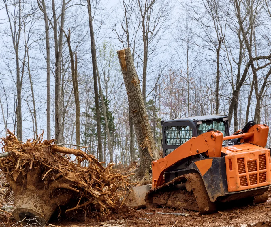 Wimauma Tree Removal