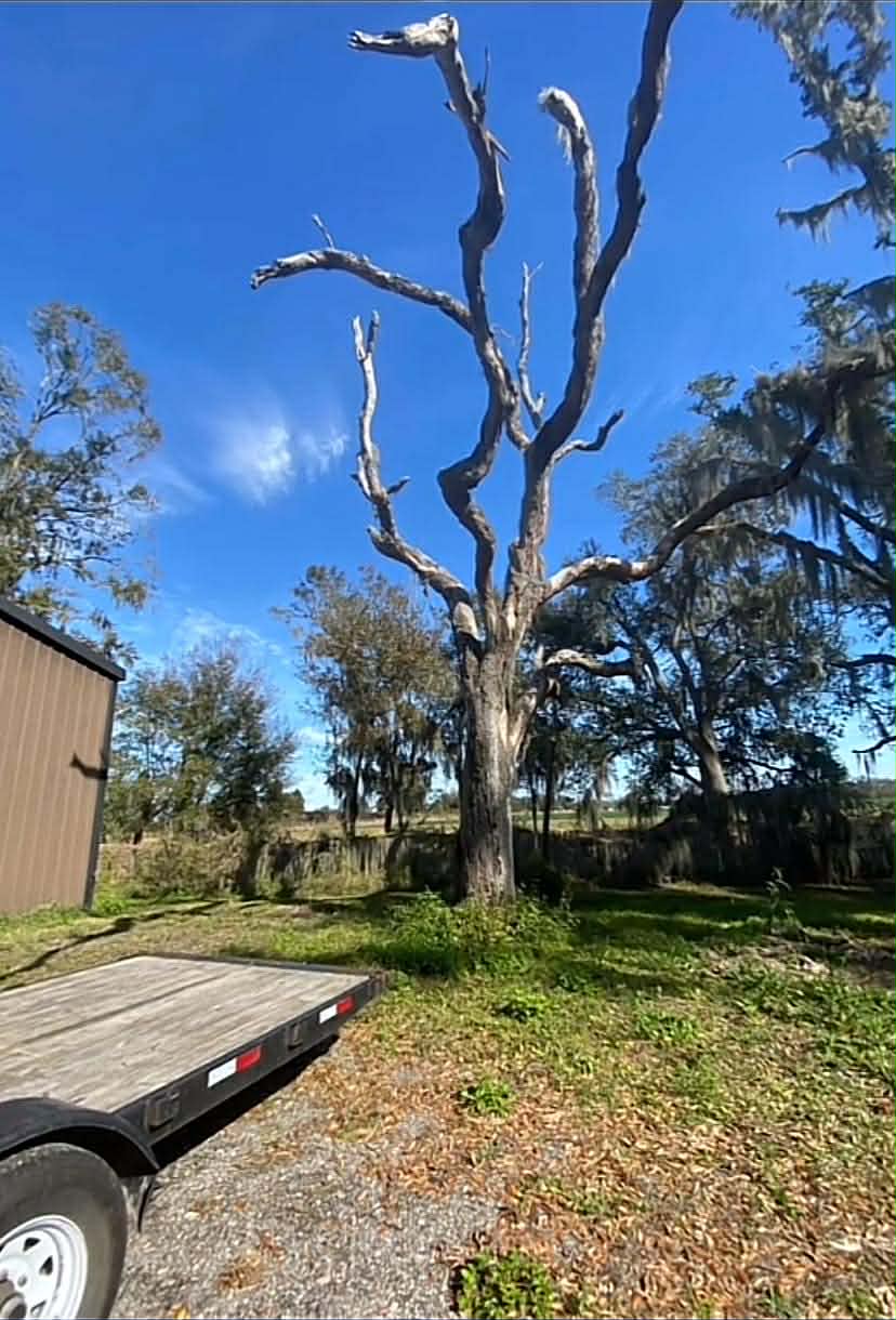 Gibsonton Tree Removal