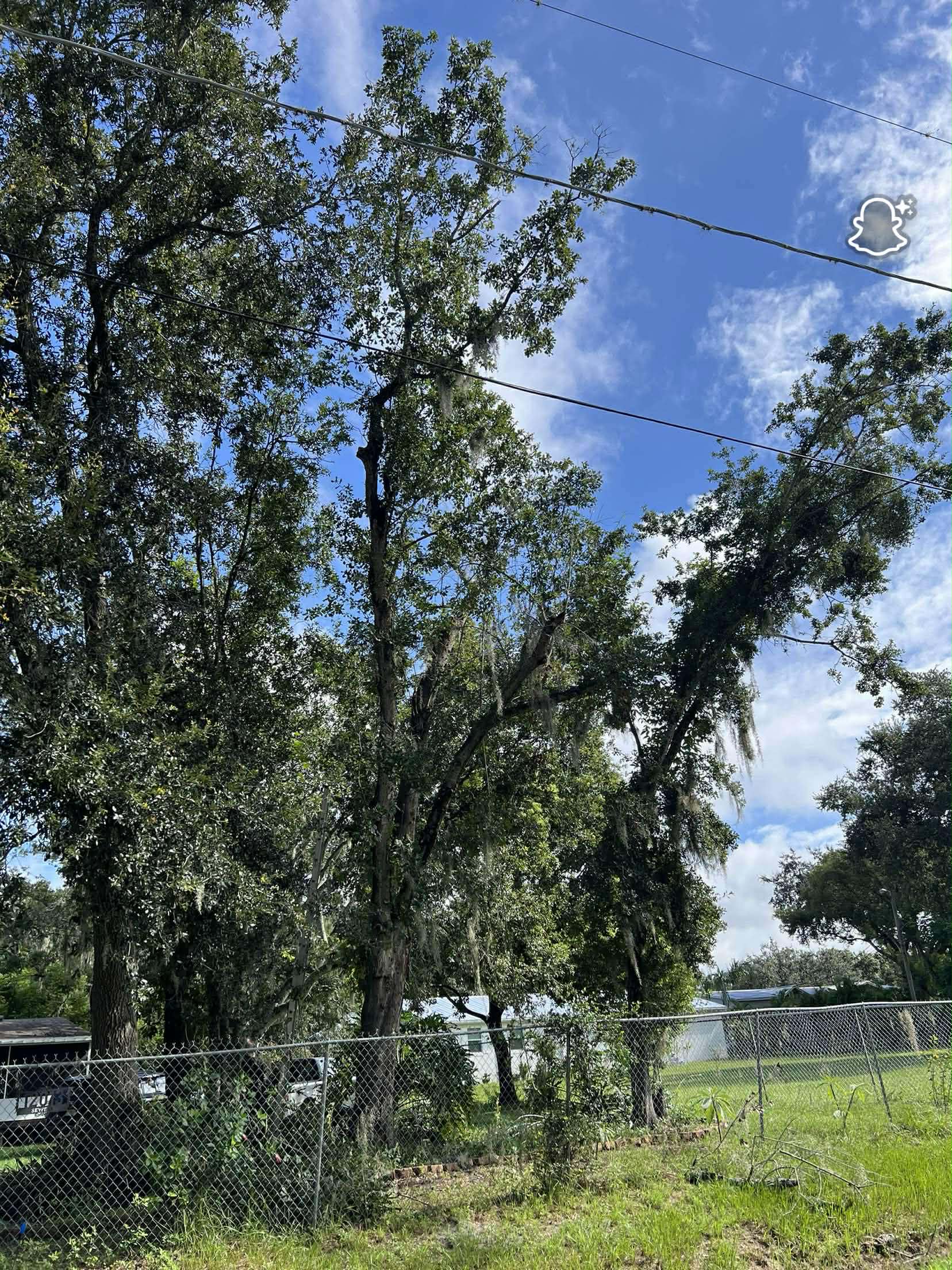 Gibsonton Tree Trimming