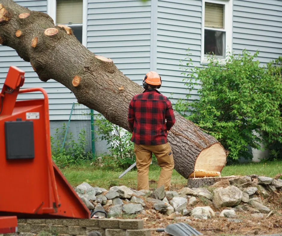 Ruskin Tree Removal