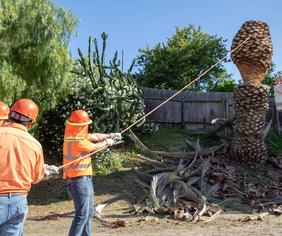 Westshore Tree Removal
