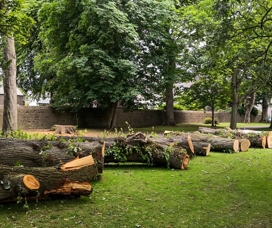Tree Removal in Tampa