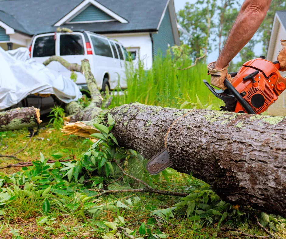 Valrico Tree Removal