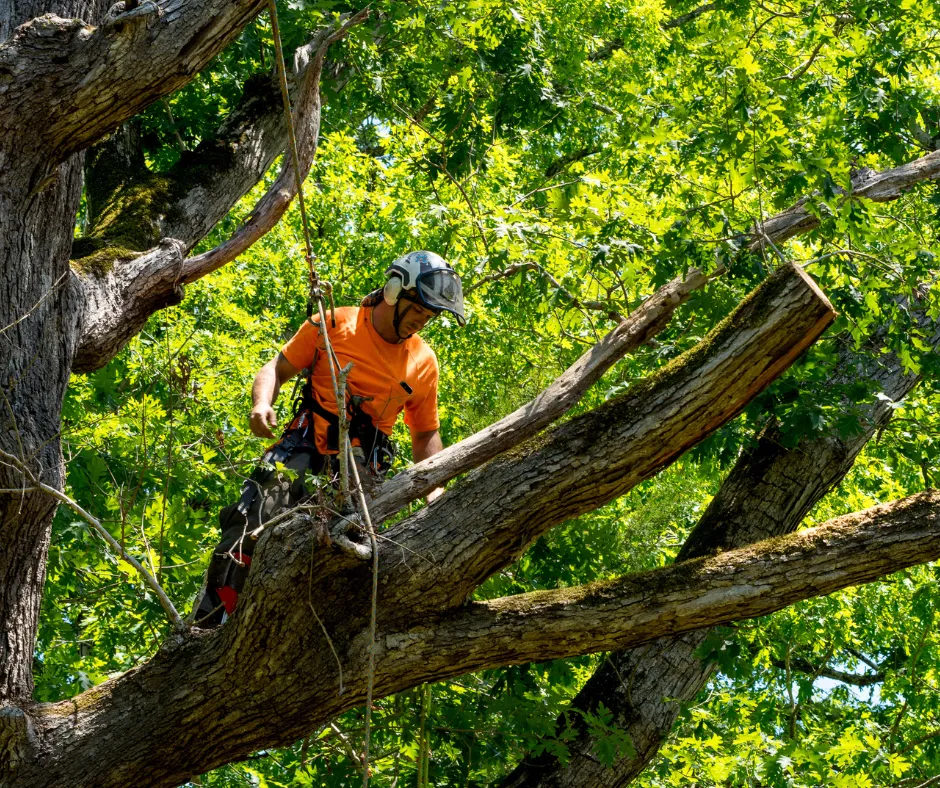 Apollo Beach Site Prep