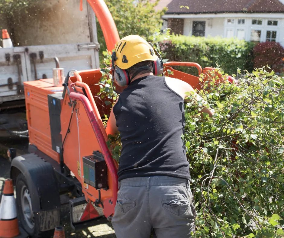 Plant City Tree Removal