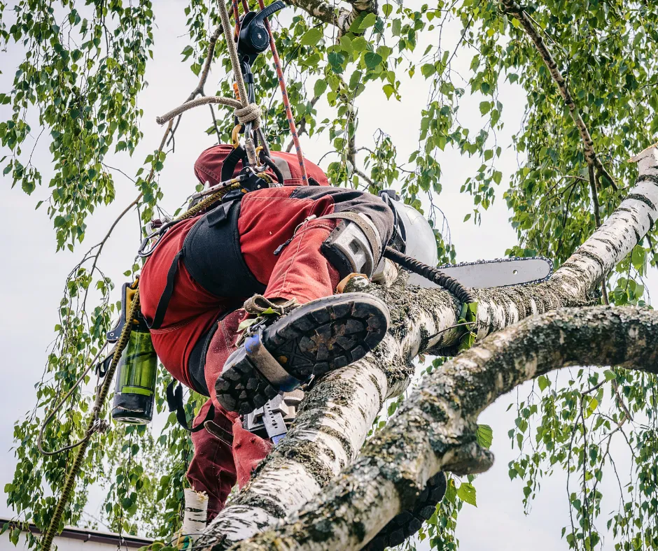 Apollo Beach Tree Removal