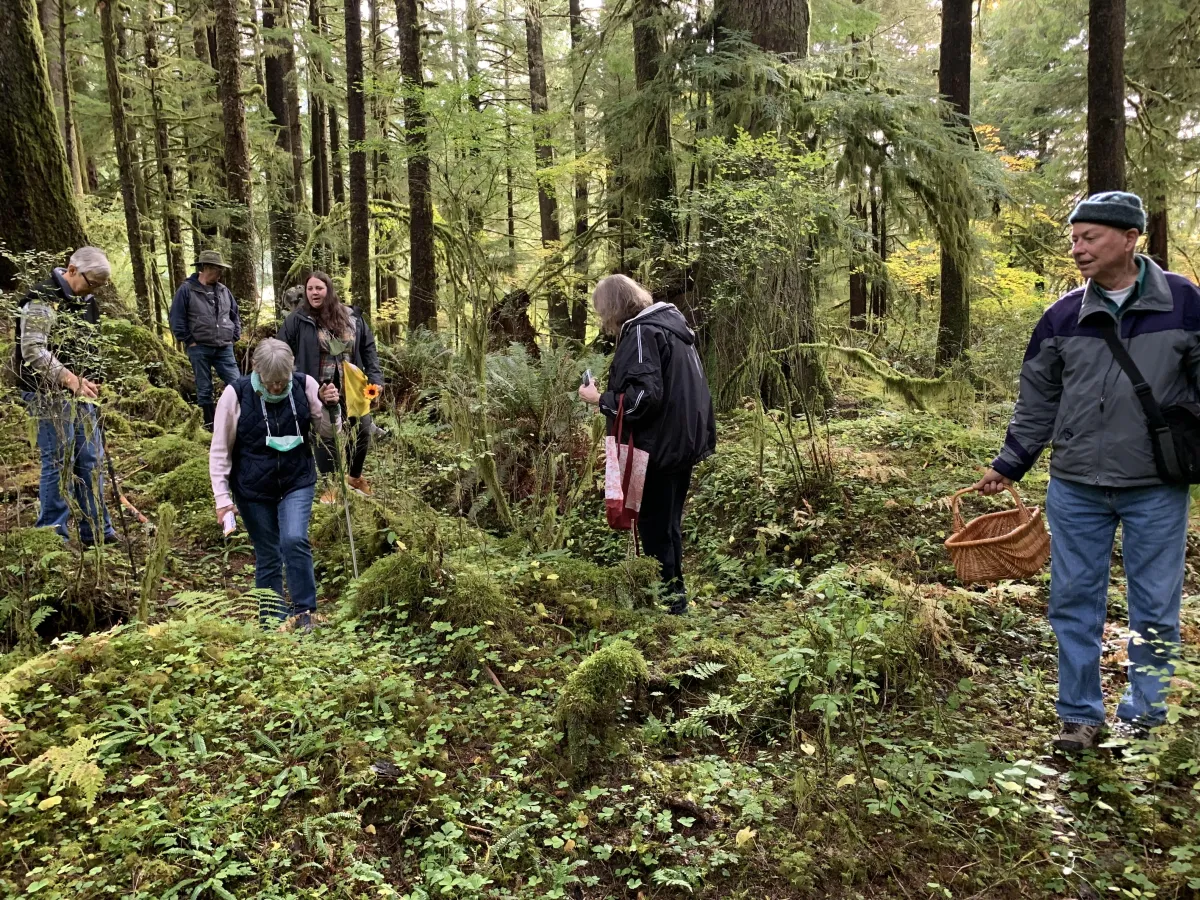 picture of people walking in the forest