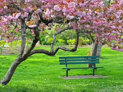 Fresh green lawn and flowering trees after spring cleanup service
