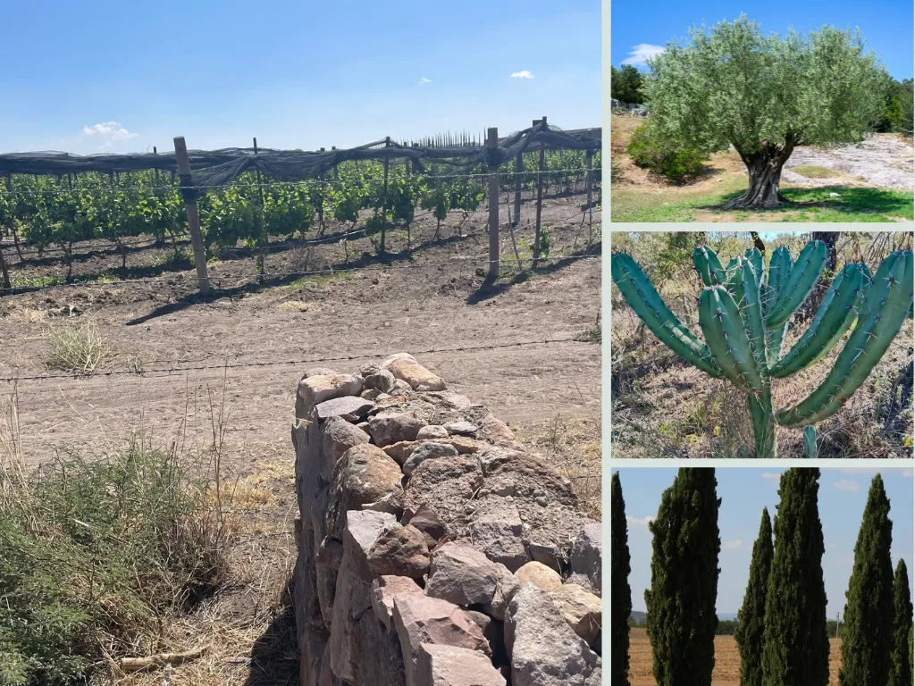 La Brisa Toscana, San Miguel de Allende, Vineyard