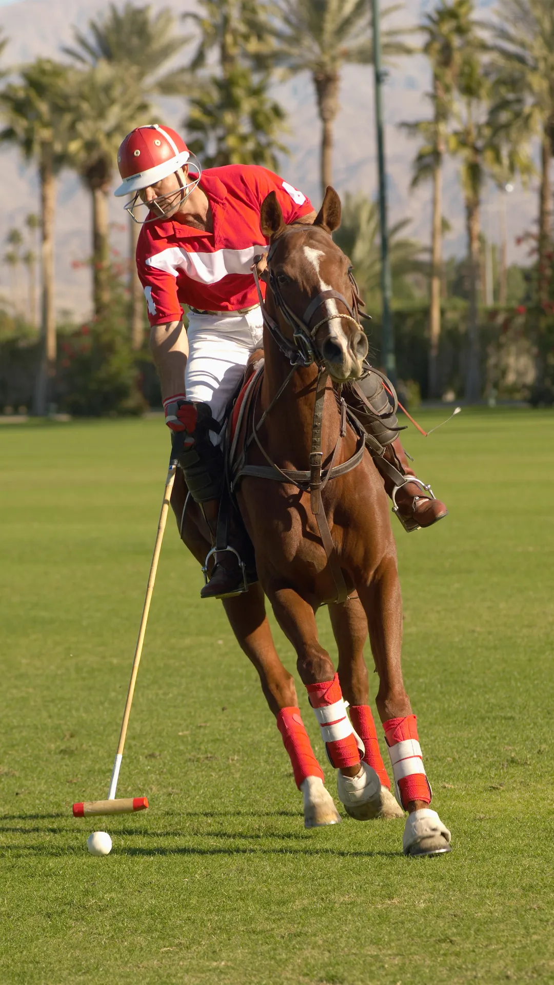 equestrian san miguel de allende