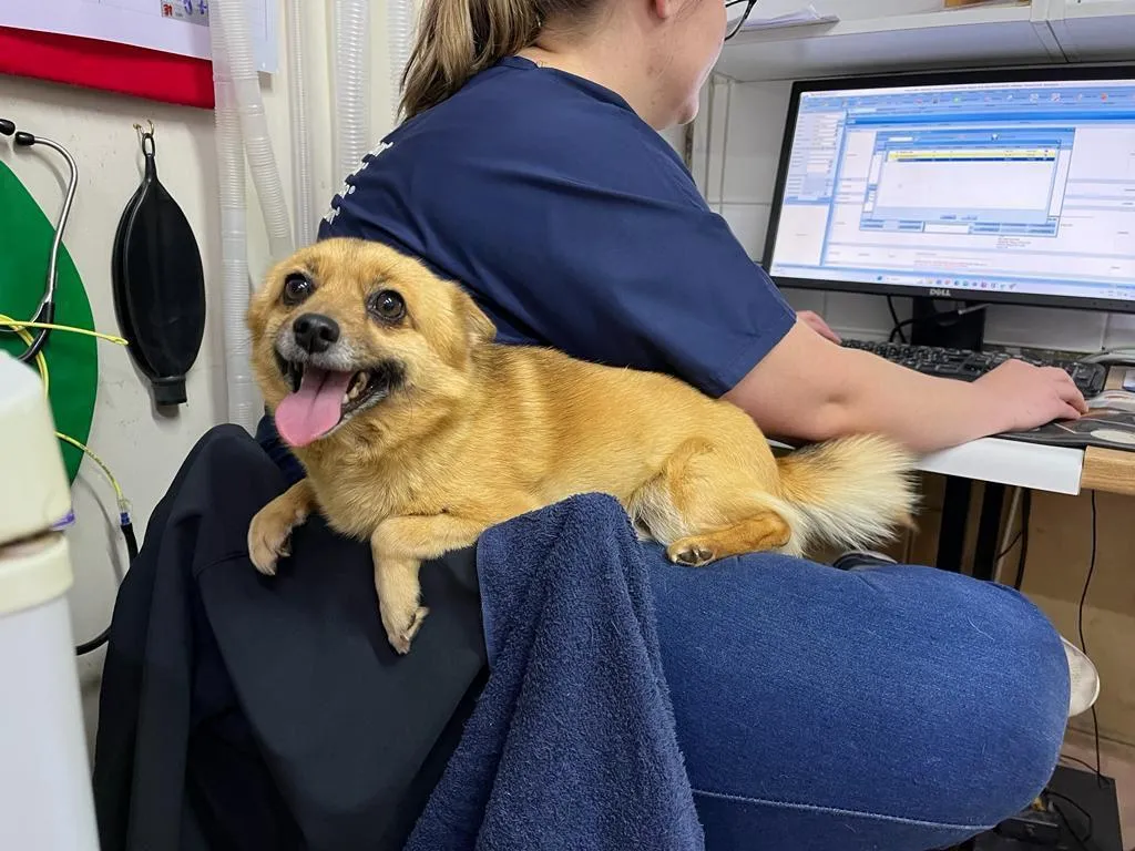 Vet gently examining a happy dog in a bright clinic