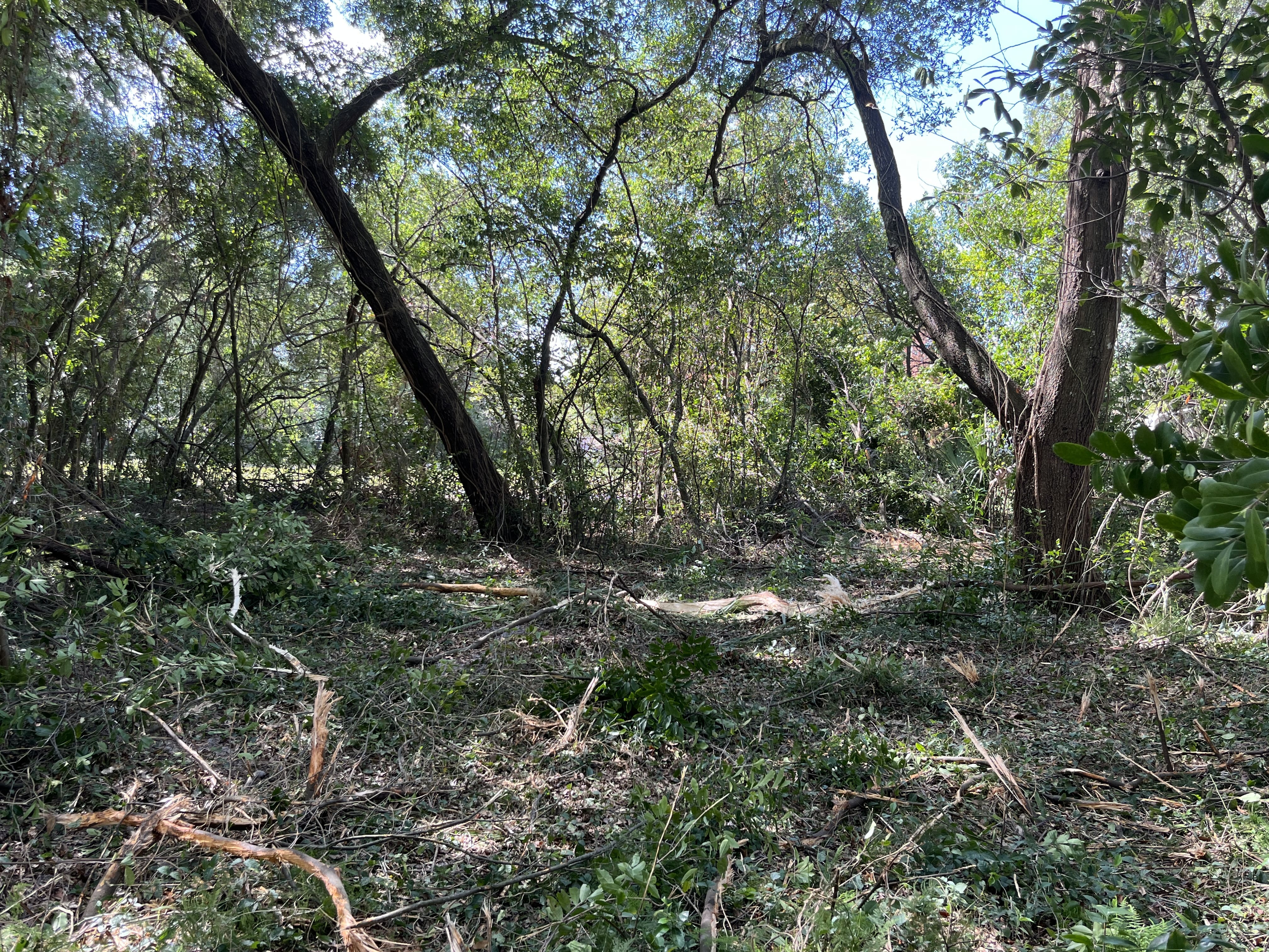 Forestry Mulching in