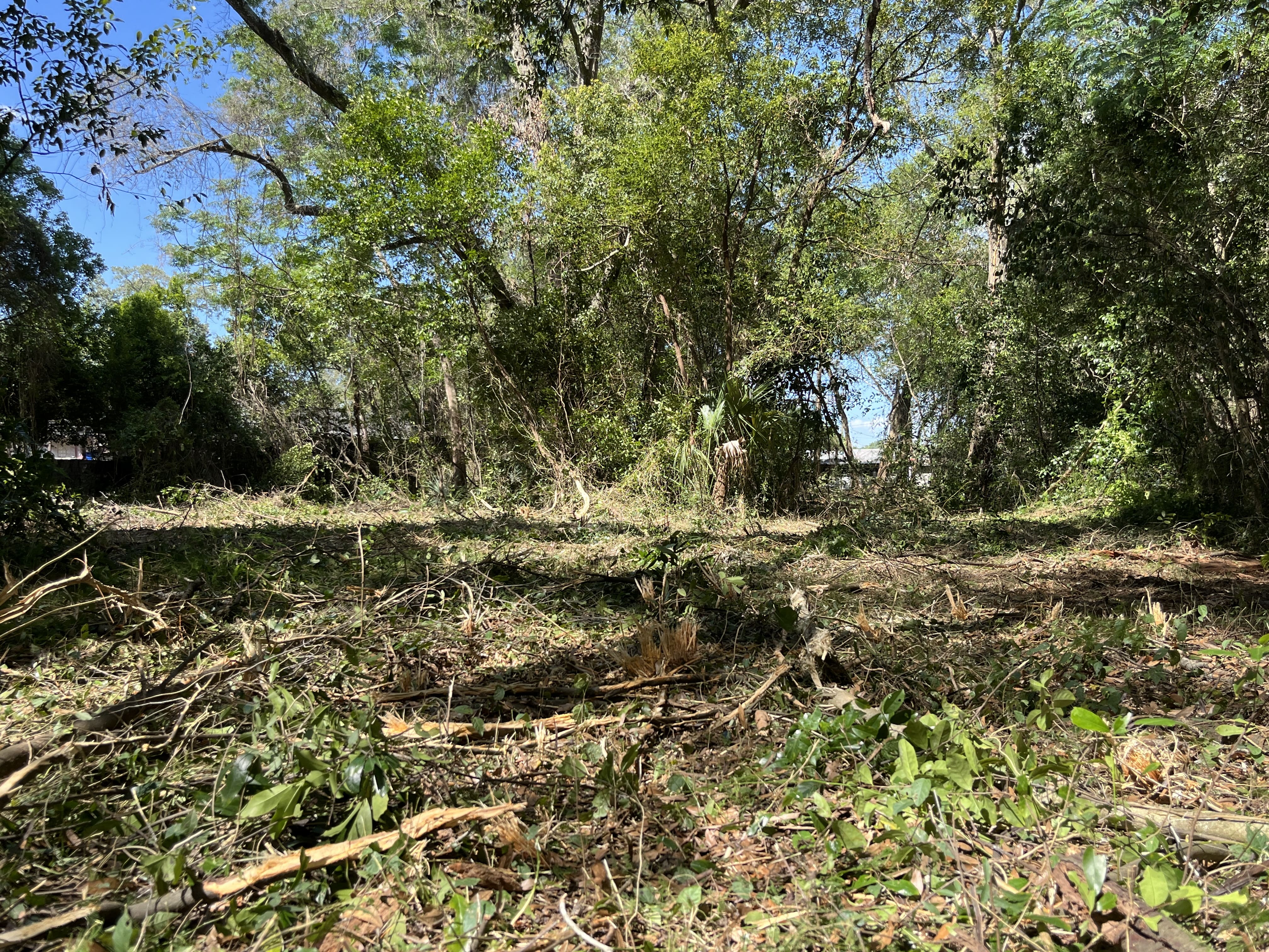 Land Clearing in