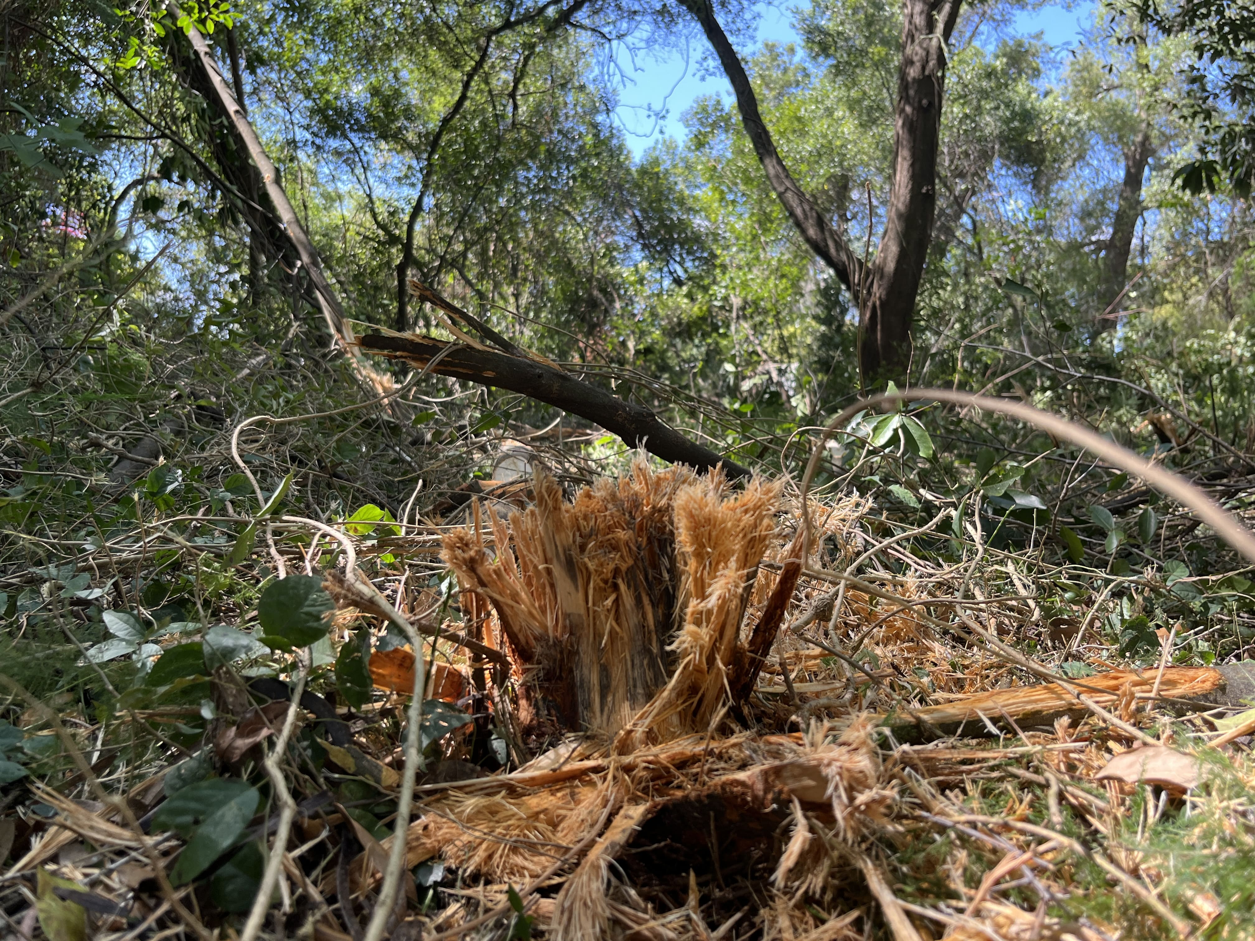 Land Clearing in