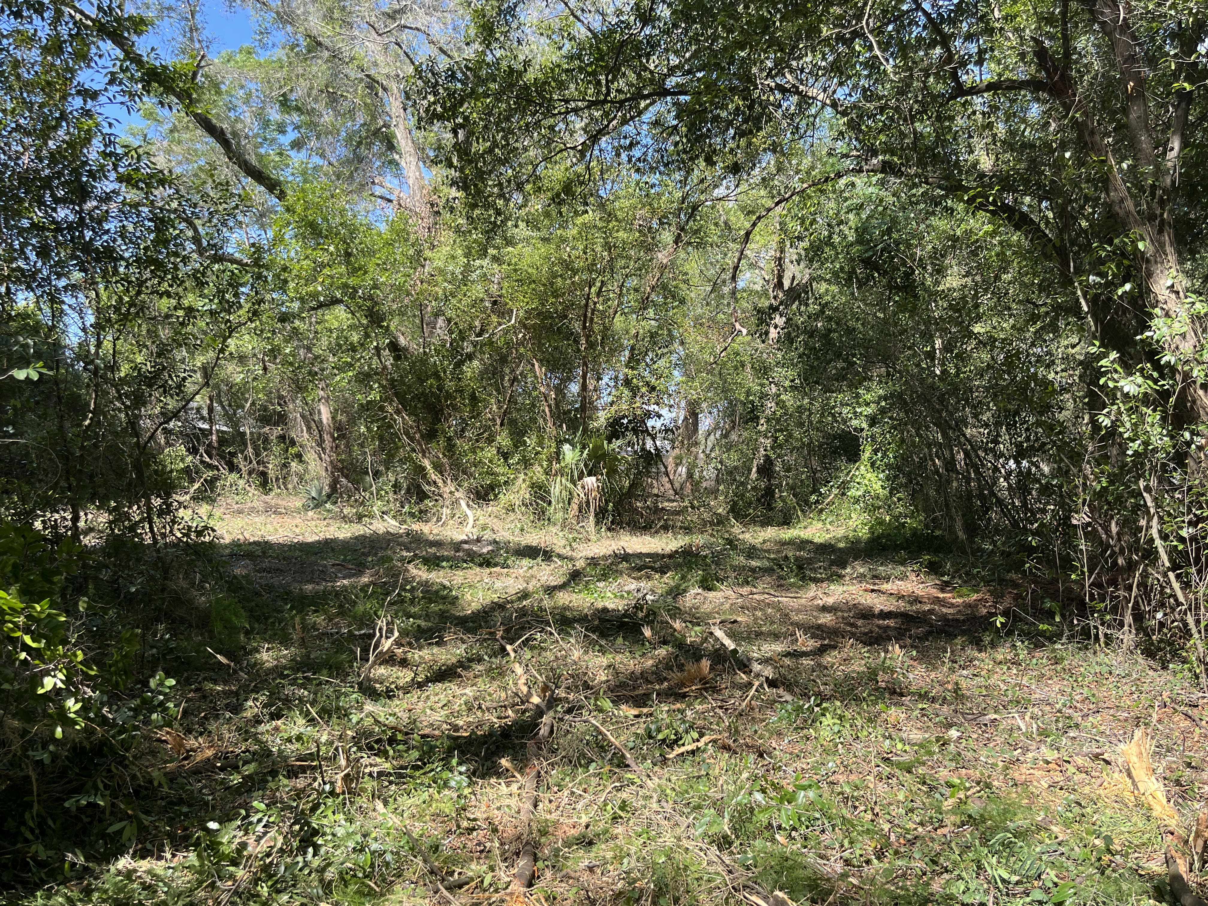 Land Clearing in