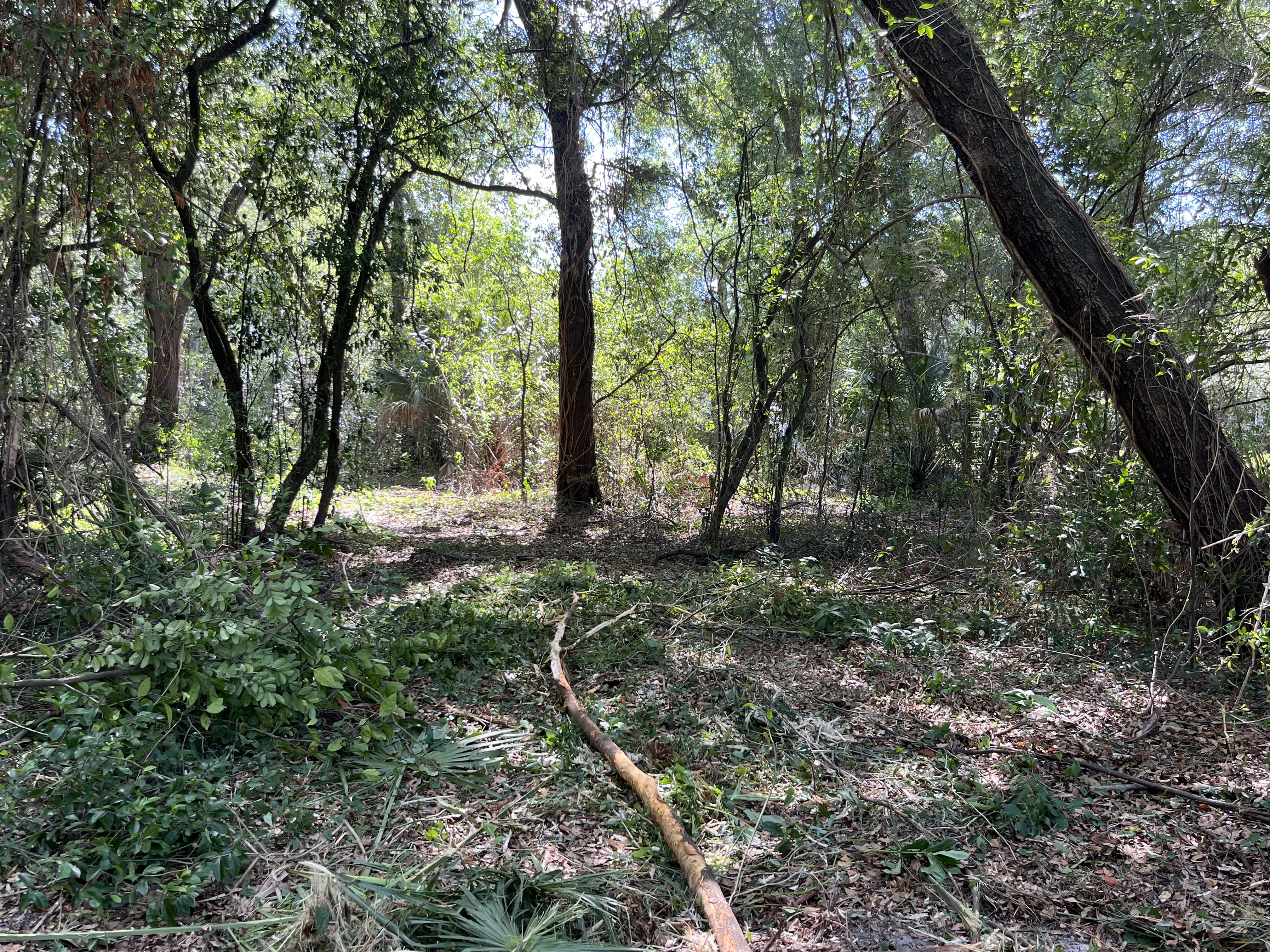 Forestry Mulching in