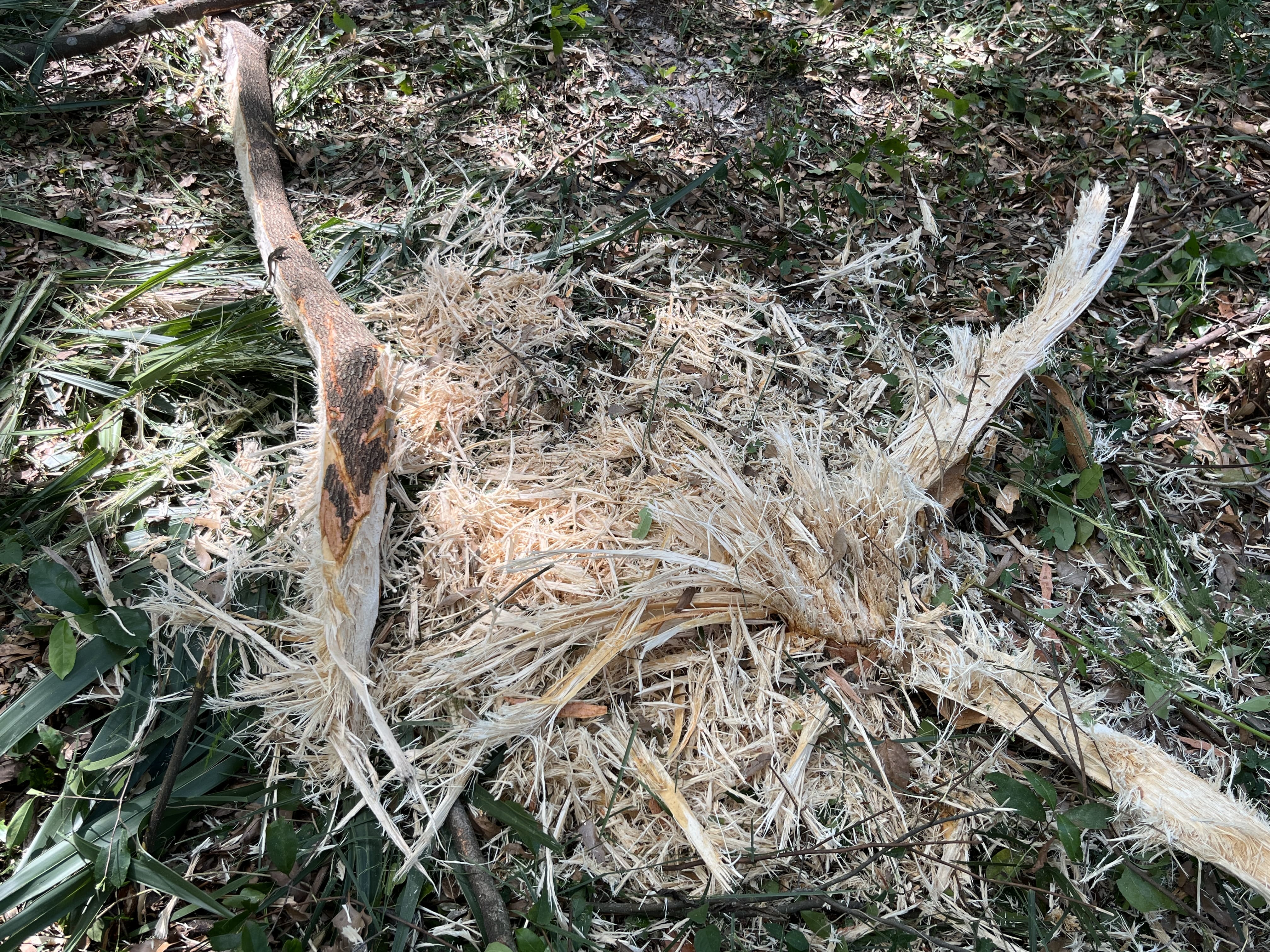 Forestry Mulching in