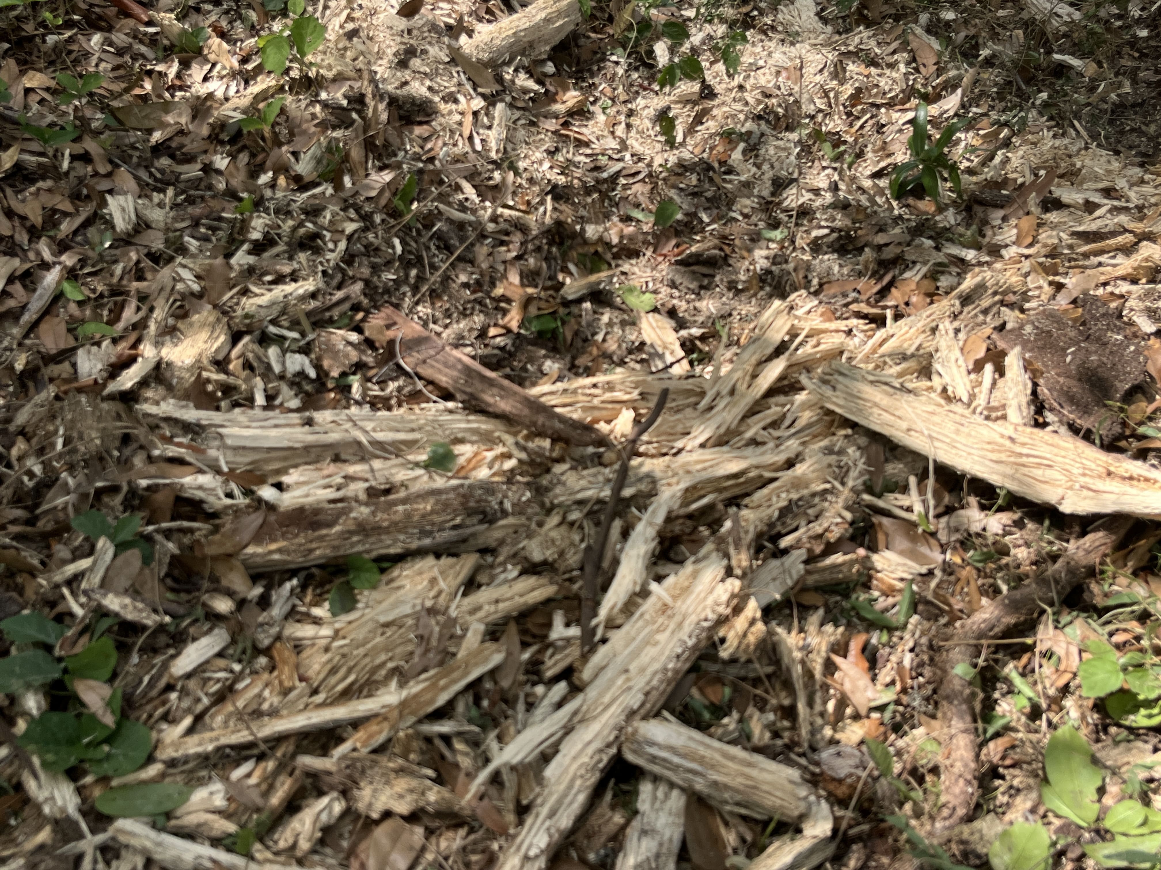 Land Clearing in