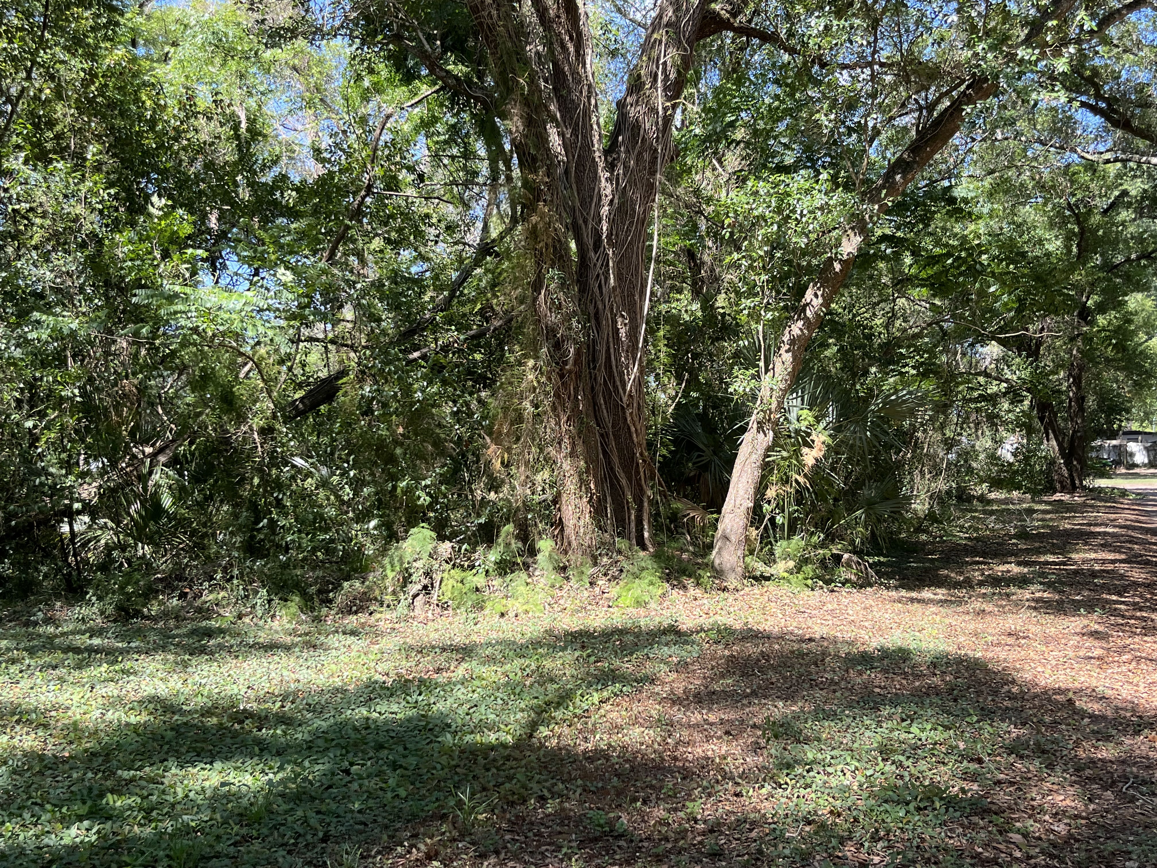 Forestry Mulching in